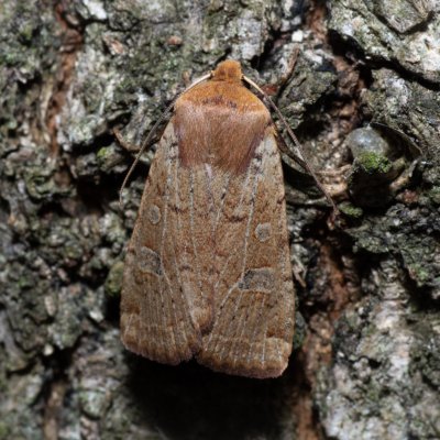 Conistra erythrocephala (zimovnice rudohlavá), Žebětín