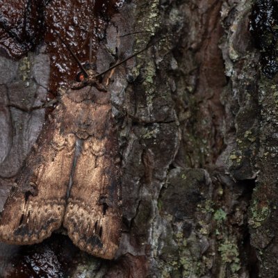 Agrotis ipsilon (osenice ypsilonová), NPR Radostínské rašeliniště