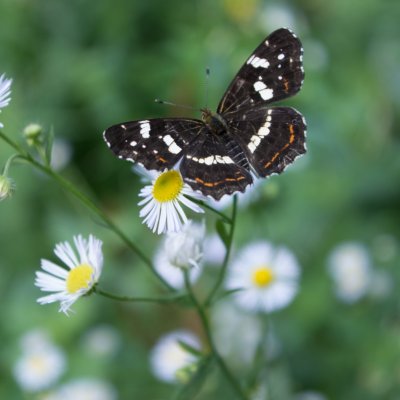 Araschnia levana (babočka síťkovaná), hrad Veveří