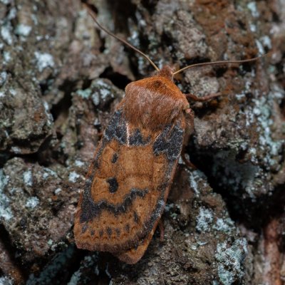 Conistra vaccinii (zimovnice brusnicová), Kývalka