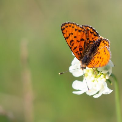 Melitaea didyma (hnědásek květelový), PP Černice