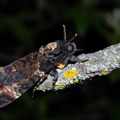 Acherontia atropos (lišaj smrtihlav), Hády
