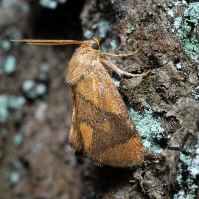 Apoda limacodes (slimákovec dubový), Žebětín