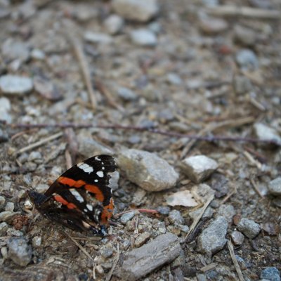 Vanessa atalanta (babočka admirál), Podkomorské lesy