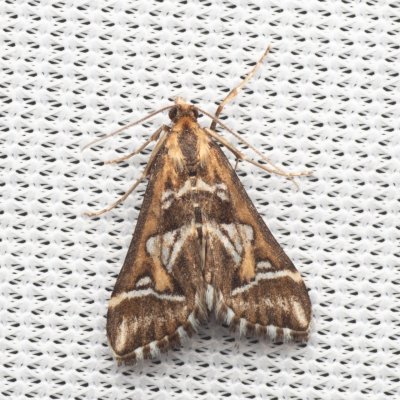 Diasemia reticularis (zavíječ okrasný), PP Pánov