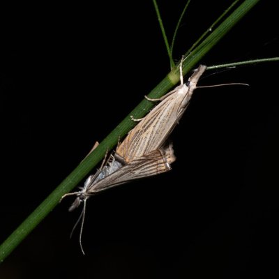 Chrysoteuchia culmella (travařík zahradní), Říčky