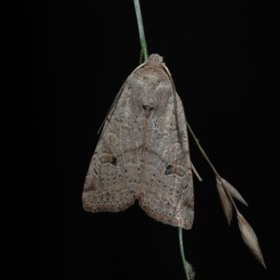 Agrochola laevis (polnice šťovíková), Žebětín