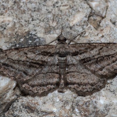 Peribatodes correptaria (-), GR, Sokraki, Korfu