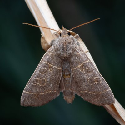 Ipimorpha subtusa (blýskavka topolová), PP Bobrava