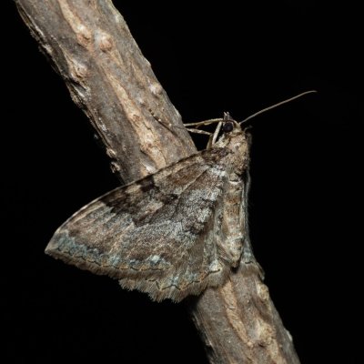 Hydria cervinalis (píďalka jarní), PR Kamenný vrch