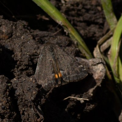 Boudinotiana notha (černoproužka osiková), PP Augšperský potok