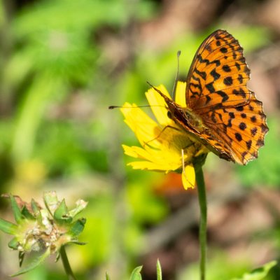 Brenthis daphne (perleťovec ostružinový), HR, Slunjčica