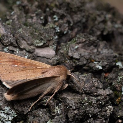 Mythimna unipuncta (plavokřídlec jižní), PP Milovická stráň