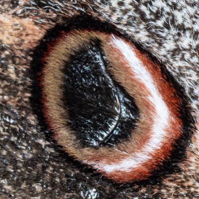 Saturnia pyri (martináč hrušňový), Žebětín