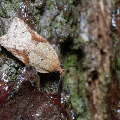 Acleris sp., Kývalka
