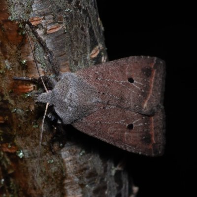 Agrochola lota (polnice vrbová), Hády - odkaliště