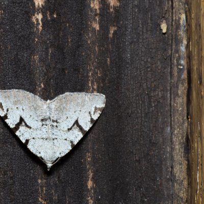 Macaria wauaria (kropenatec rybízový), SK, Štôla