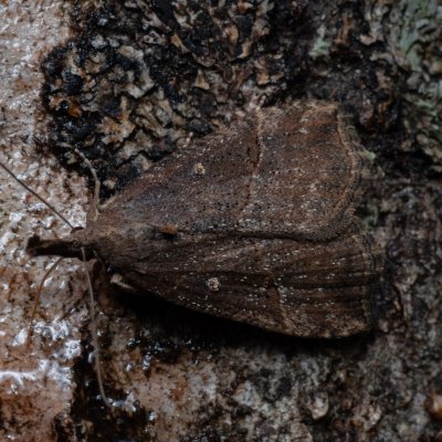 Hypena rostralis (zobonosec chmelový), Hády - odkaliště