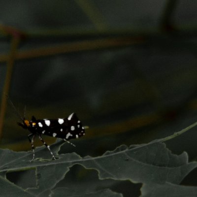 Euplocamus anthracinalis (mol ozdobný), NPR Hádecká planinka