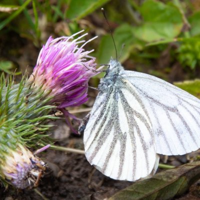 Pieris bryoniae (bělásek horský), SK, Belianské Tatry