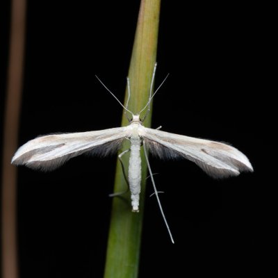 Hellinsia osteodactylus (-), Devět křížů