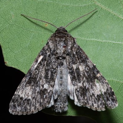 Acronicta megacephala (šípověnka velkohlavá), Hády