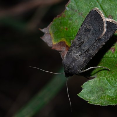 Agrotis segetum (osenice polní), PR Kamenný vrch