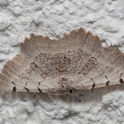 Neognopharmia stevenaria (-), HR, Jablanac