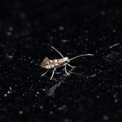 Phyllonorycter sp., Devět křížů