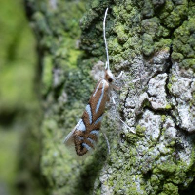 Phyllonorycter sp., Kývalka