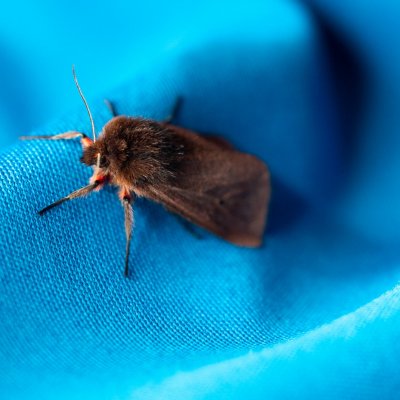 Phragmatobia fuliginosa (přástevník šťovíkový), SK, Štôla