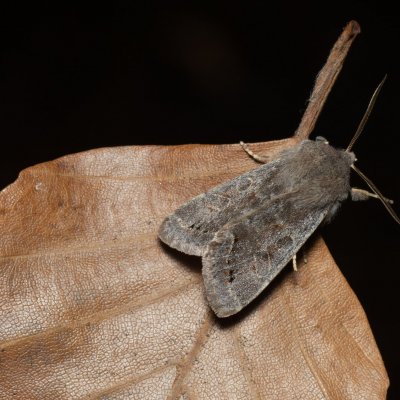 Orthosia populeti (jarnice topolová), Kývalka