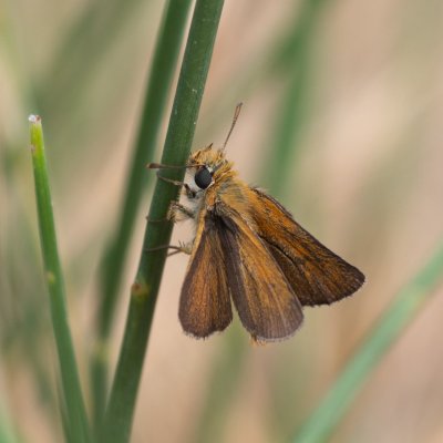 Thymelicus acteon (soumračník žlutoskvrnný), GR, Sinarades, Korfu