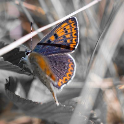 Lycaena tityrus (ohniváček černoskvrnný), PP Bobrava
