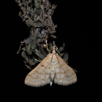 Paracorsia repandalis (-), Žebětín