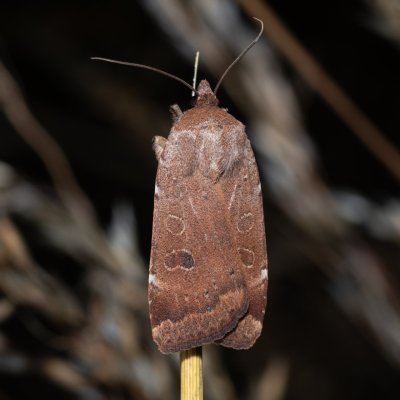 Noctua interposita (osenice přehlížená), PR Svatý kopeček