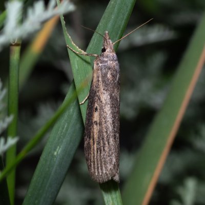 Lamoria zelleri (-), NPP Pouzdřanská step - Kolby