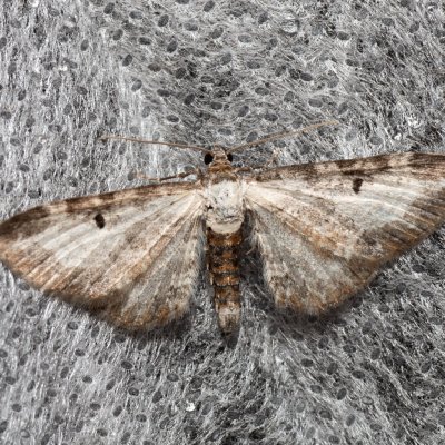 Eupithecia succenturiata (píďalička diviznová), SK, Štôla