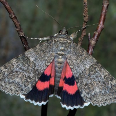 Catocala nupta (stužkonoska olšová), Augšperský potok