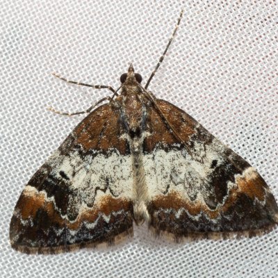 Dysstroma truncata (píďalka borůvková), Hrabětice