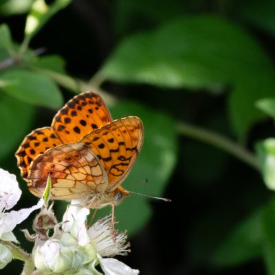 Brenthis daphne (perleťovec ostružinový), NPR Čertoryje