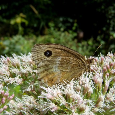 Minois dryas (okáč ovsový), Mohelno