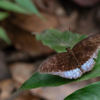 Tanaecia iapis (-), TH, Khao Sok