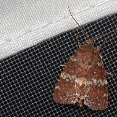 Didigua vexilla (-), TH, Khao Sok