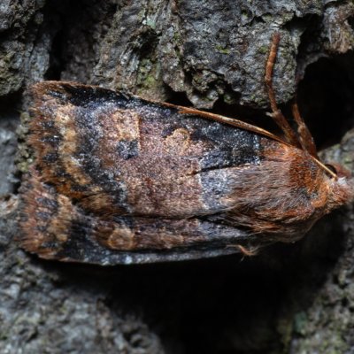 Conistra vaccinii (zimovnice brusnicová), Kamenný vrch