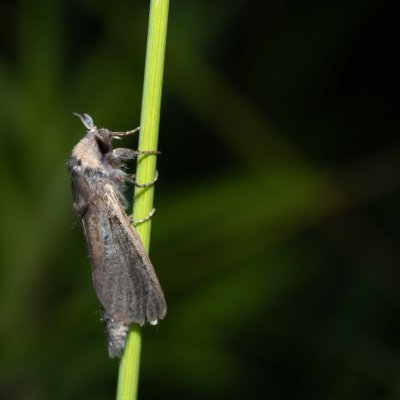 Phragmataecia castanea (drvopleň rákosový), Hrabětice