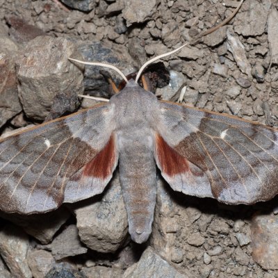 Laothoe populi (lišaj topolový), Devět křížů