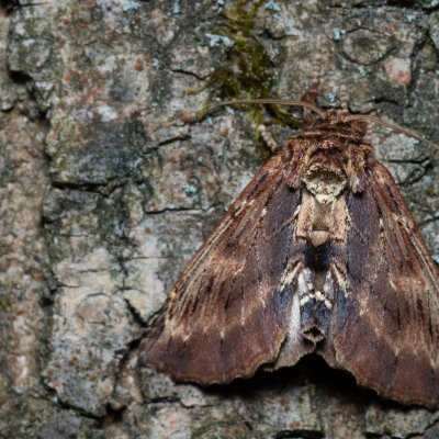 Ptilodon capucina (hřbetozubec olšový), Augšperský potok
