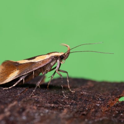 Harpella forficella (krásněnka pařezová), Devět křížů