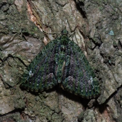 Chloroclysta siterata (píďalka lípová), Žebětín